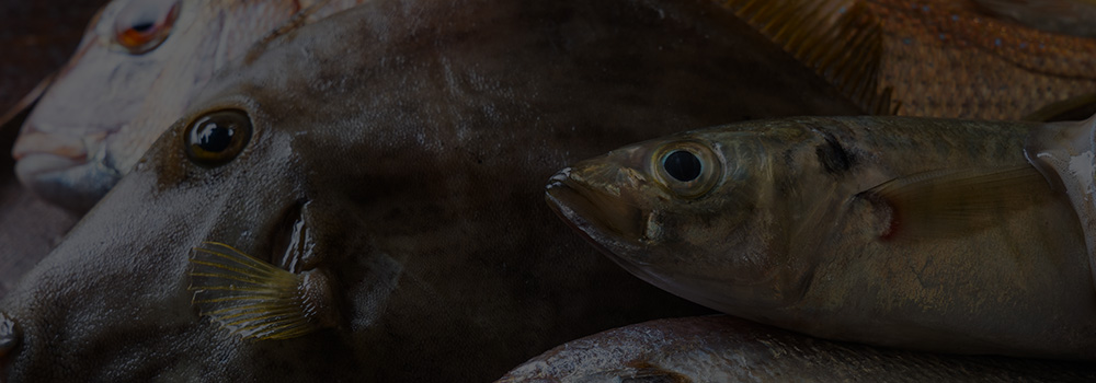 姪浜漁港直買い鮮魚を楽しむ